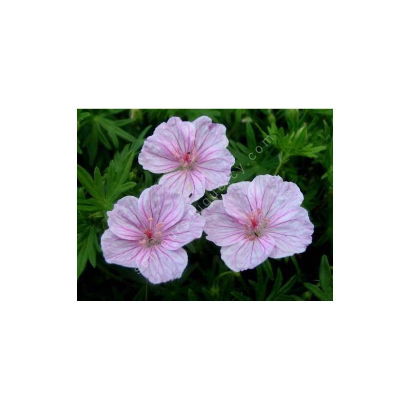 Geranium sanguineum var. striatum - Géranium vivace