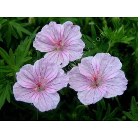 Geranium sanguineum var. striatum - Géranium vivace