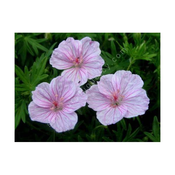 Geranium sanguineum var. striatum - Géranium vivace