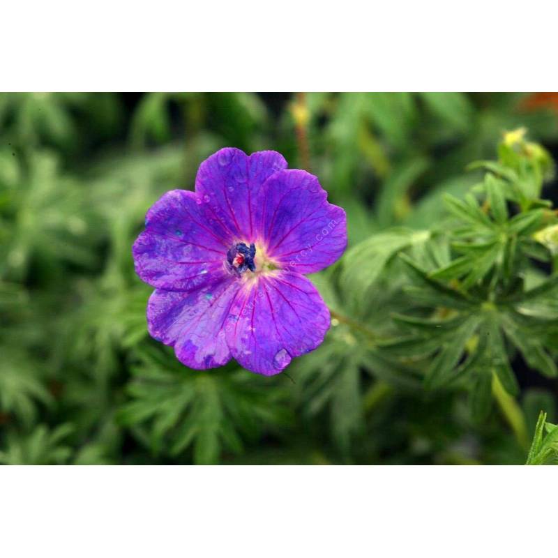 Geranium sanguineum, Géranium sanguin