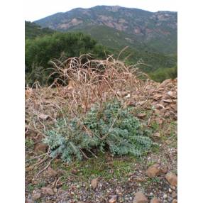 Glaucium flavum - Pavot cornu