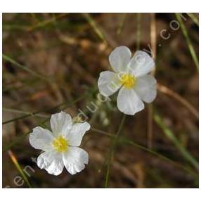 Helianthemum apenninum - Hélianthème des Apennins