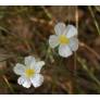 Helianthemum apenninum - Hélianthème des Apennins