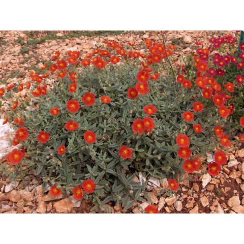 Helianthemum Fire Dragon Hélianthème à Fleur Orange