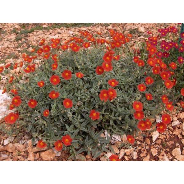 Hélianthème vivace à fleur orange - Helianthemum 'Fire Dragon'