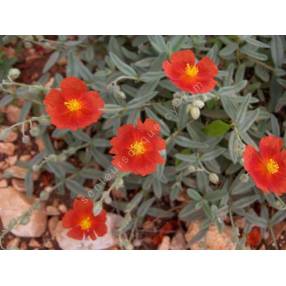 Helianthemum 'Fire Dragon' - Hélianthème