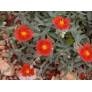 Helianthemum 'Fire Dragon' - Hélianthème