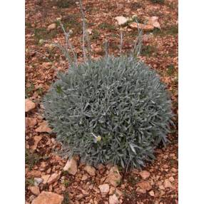 Helichrysum orientale, Immortelle d'orient