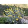 Helichrysum stoechas, Immortelle des dunes