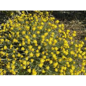 Helichrysum stoechas, Immortelle des dunes