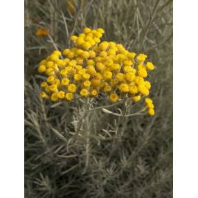 Helichrysum 'Miel & Curry', Immortelle
