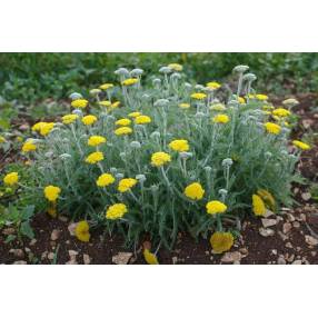 Achillea coarctata