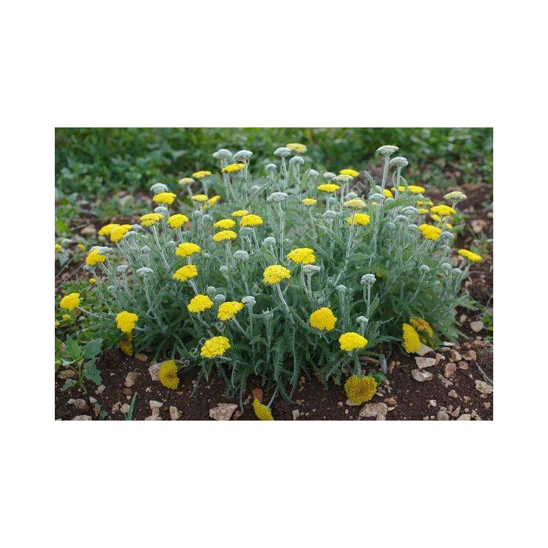 Achillea coarctata