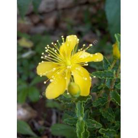 Hypericum balearicum - Millepertuis des Baléares