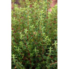 Hypericum balearicum - Millepertuis des Baléares