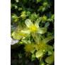 Hypericum olympicum 'Citrinum' - Millepertuis de l'Olympe