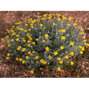 Achillea coarctata