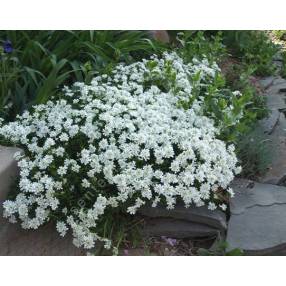 Iberis sempervirens -  Corbeille d'Argent