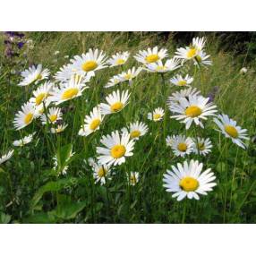 Leucanthemum vulgare - Marguerite commune