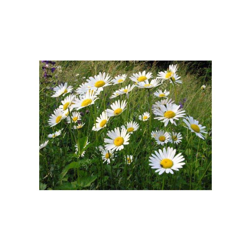 Leucanthemum vulgare - Marguerite commune