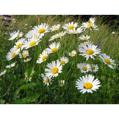 Leucanthemum vulgare - Marguerite commune