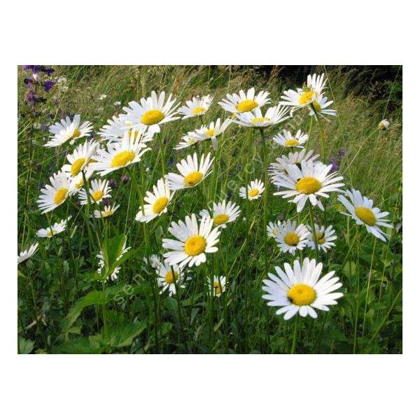 Leucanthemum vulgare - Marguerite commune