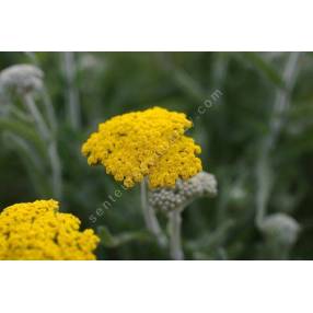 Achillea coarctata - Achillée