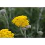 Achillea coarctata - Achillée