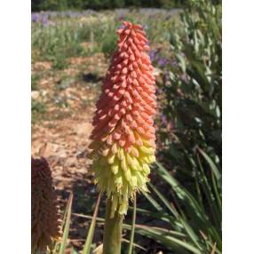 Kniphofia uvaria - Tison de Satan