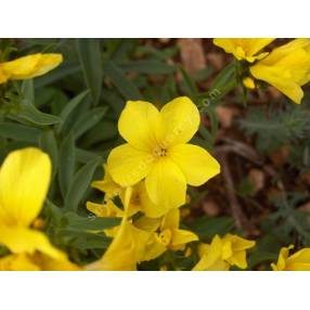 Linum flavum - Lin jaune