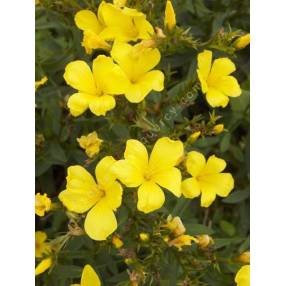 Linum flavum - Lin jaune