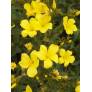 Linum flavum - Lin jaune