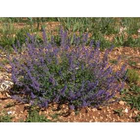 Nepeta 'Six Hills Giant', Menthe des Chats géante