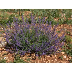 Nepeta 'Six Hills Giant' - Menthe des chats géante