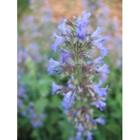 Nepeta x faassenii, Herbe à chat