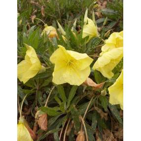 Oenothera macrocarpa - Onagre du Missouri