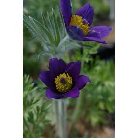 Pulsatilla vulgaris - Anémone pulsatille