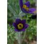 Pulsatilla vulgaris - Anémone pulsatille