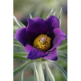 Pulsatilla vulgaris - Anémone pulsatille