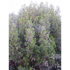 Rhamnus alaternus - Nerpruns