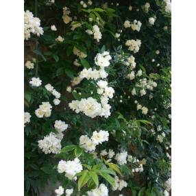 Rosa banksiae 'Albo Plena' - Rosier liane blanc