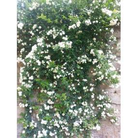 Rosa banksiae 'Albo Plena' - Rosier liane blanc