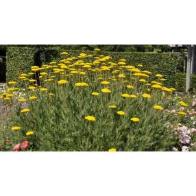 Achillea filipendulina 'Parker's Variety'