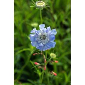 Scabiosa caucasica - Scabieuse du caucase