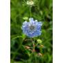 Scabiosa caucasica - Scabieuse du caucase