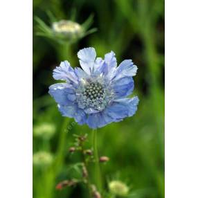 Scabiosa caucasica - Scabieuse du caucase