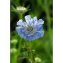 Scabiosa caucasica - Scabieuse du caucase