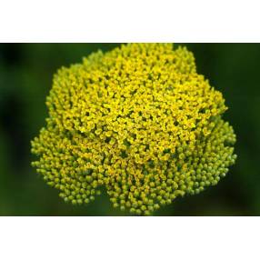 Achillea filipendulina 'Parker's Variety'