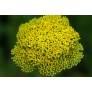 Achillea filipendulina 'Parker's Variety'