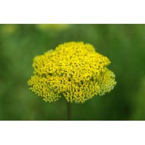 Achillea filipendulina 'Parker's Variety'